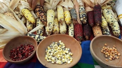 Milho pode até ser do México, mas foi domesticado na Amazônia, diz estudo