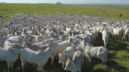 Pressão contra desmatamento na Amazônia transforma pecuária