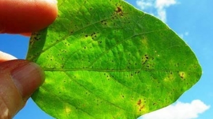 Soja: Plantio precoce e chuva antecipam incidência da ferrugem