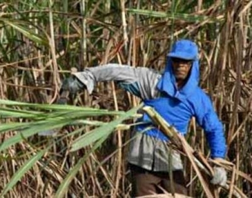 Canavieiros decidem entrar em greve em Pernambuco