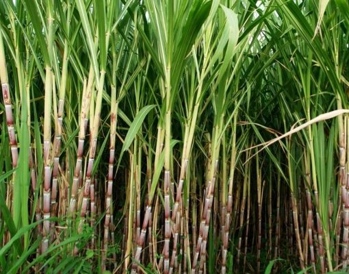 Próxima safra de cana no CS será semelhante à atual, com foco no etanol 