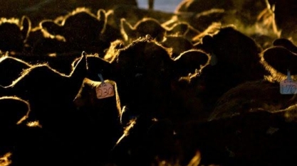 Chile se equipara à Europa em importação de carne brasileira