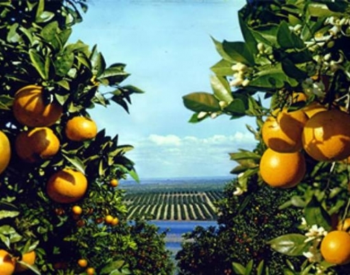 Fundecitrus eleva estimativa de safra de laranja a 275,75 mi caixas 
