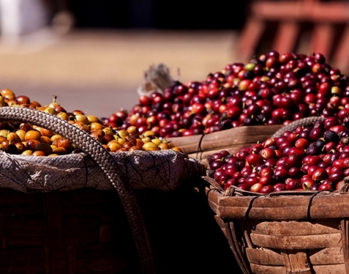 Produção de café do Brasil em 2018 somou recorde de 63,7 mi sacas