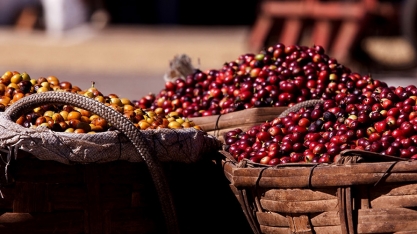 Produção de café do Brasil em 2018 somou recorde de 63,7 mi sacas
