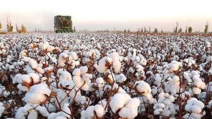 Exportação de algodão em pluma do Brasil tem recorde em novembro