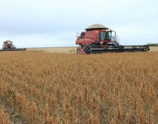  PR:Qualidade das lavouras de soja cai; 85% do milho tem condição boa