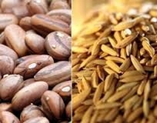  Conab aponta queda de área para básicos e aumento para produtos exportáveis 