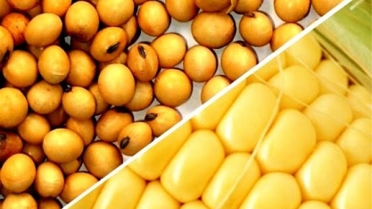 China quer soja barata, traders esperam oferta por milho