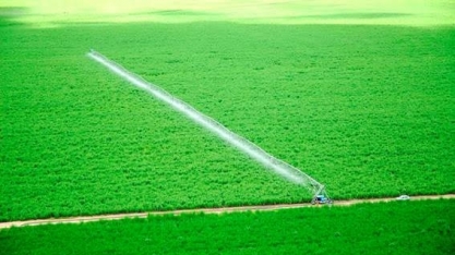 Investidores esperam perdas amargas com açúcar em 2019