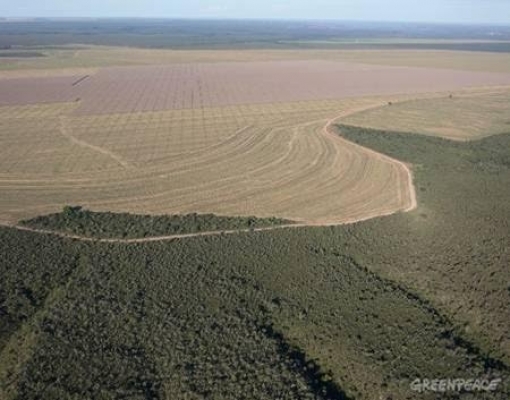Desmatamento do Cerrado cai para mínima recorde em 2018