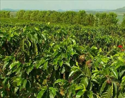 Produção do café em 2018 é recorde e supera 61 milhões de sacas