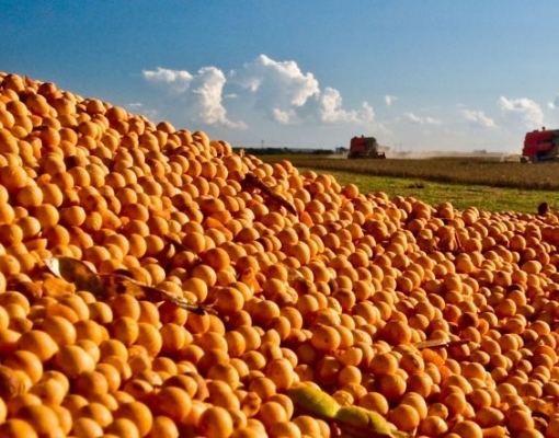 Agronegócio supera os US$ 100 bi em exportações até novembro 