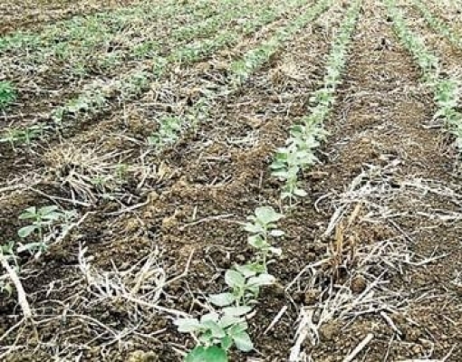 Chuvas indicam alívio para lavouras de soja ressecadas do Paraná