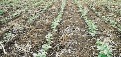 Chuvas indicam alívio para lavouras de soja ressecadas do Paraná