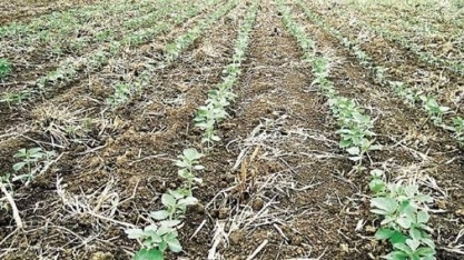 Chuvas indicam alívio para lavouras de soja ressecadas do Paraná