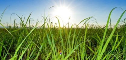 Açúcar e etanol: O que esperar no médio e longo prazo