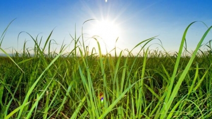 Açúcar e etanol: O que esperar no médio e longo prazo