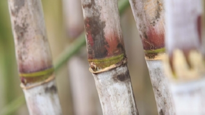 CTNBio aprova 2ª variedade de cana transgênica do CTC resistente à broca