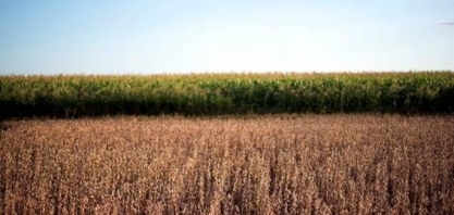 Falta de chuva ao sul do Brasil acende alerta para safra de soja