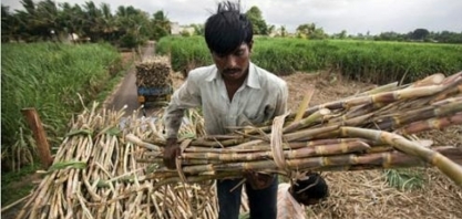 Açúcar: Usinas da Índia lutam para exportar diante de preços mais baixos 