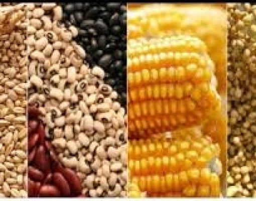 Conab estima produção de grãos em 237,3 milhões de toneladas 