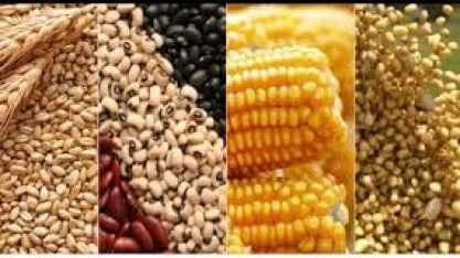 Conab estima produção de grãos em 237,3 milhões de toneladas 