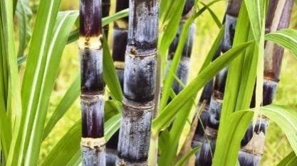 IAC lança quarta edição do Programa +Cana de transferência do sistema MPB