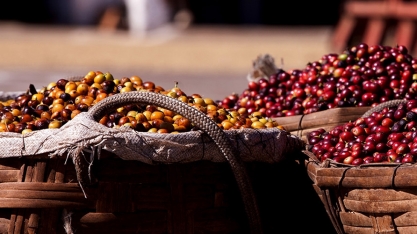  Café: Produção recorde pressiona valores do arábica e do robusta 