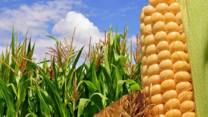 Logum quer expandir duto para Centro-Oeste de olho em álcool de milho