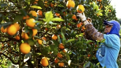 Citros: Estoque baixo deve sustentar demanda por suco em 2019/20  