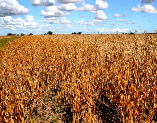 Paraná reduz previsão de safra de soja por seca; vê queda de 12% ante 2018