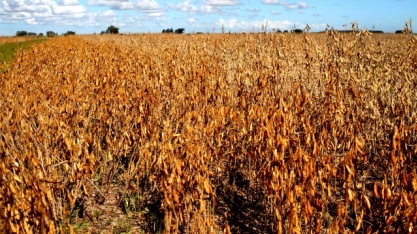 Paraná reduz previsão de safra de soja por seca; vê queda de 12% ante 2018