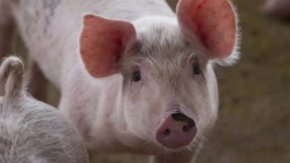 Peste suína atinge previsão de lucro de produtores de carne da China 