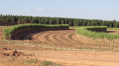Tecnologia reduz o processo do plantio da MPB à desdobra do canavial