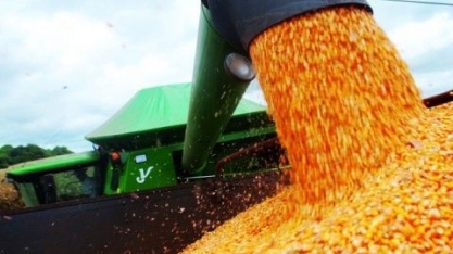 Brasil ocupará lugar de destaque na produção de milho, mas terá desafios