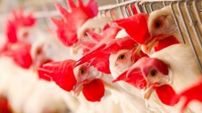 Frango: Preço de insumo e queda na exportação prejudicam setor em 2018