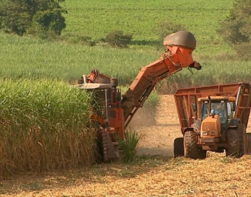 Usinas obtêm na Justiça direito de contratar terceirizados para colheita