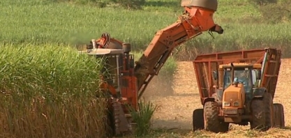 Usinas obtêm na Justiça direito de contratar terceirizados para colheita