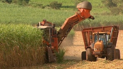 Usinas obtêm na Justiça direito de contratar terceirizados para colheita