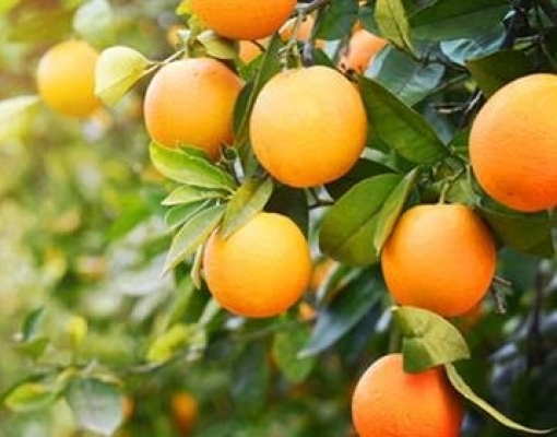 Interior de São Paulo produz quase 80% da laranja brasileira