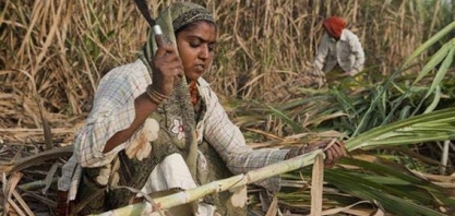 Índia: Usineiros pedem preço mais alto de açúcar para quitar dívidas 