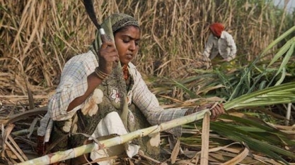Índia: Usineiros pedem preço mais alto de açúcar para quitar dívidas 