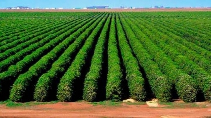 Cafés do Brasil ocupam quinto lugar no ranking do faturamento das lavouras 