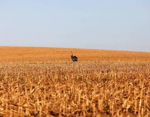 Clima exige cautela nas avaliações de safra deste ano