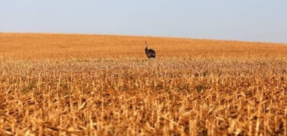 Clima exige cautela nas avaliações de safra deste ano