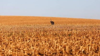 Clima exige cautela nas avaliações de safra deste ano