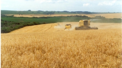 Trigo: Apesar de maior produção, clima prejudica qualidade em 2018 