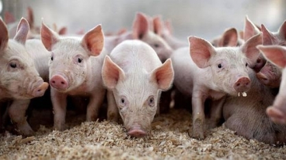 Suínos: Custo alto, embargo e quedas nos preços marcaram 2018