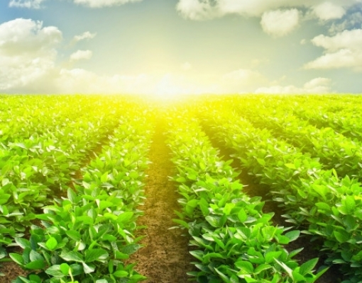 Soja: Em ano de safra recorde, disputa comercial favorece exportação  